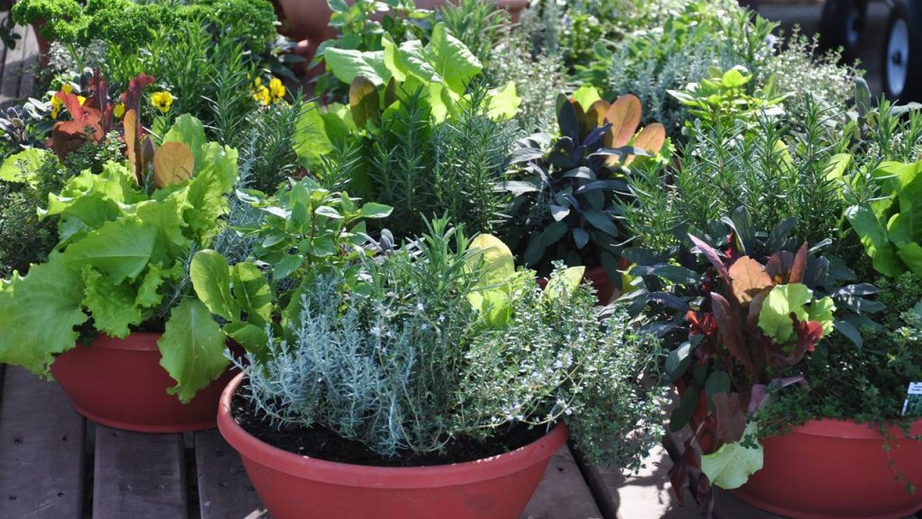 Plante suas ervas e prepare bebidas caseiras que surpreendem no sabor