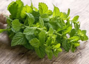 Misturar folhas de hortelã e vinagre: por que recomendam e para que serve?