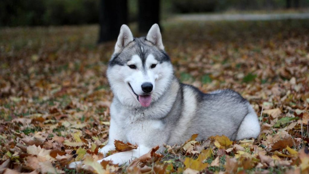 Que raça de cachorro você seria com base na sua data de nascimento?