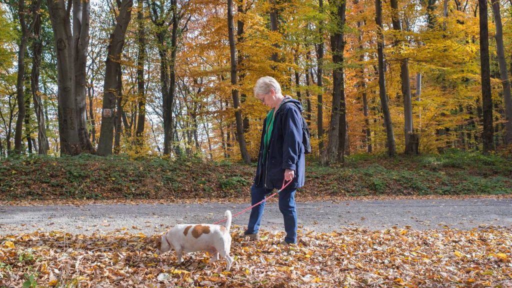 Como exercitar um cachorro idoso sem forçá-lo: dicas para estimular corpo e mente