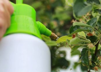 Inseticida caseiro que protege a horta e o meio ambiente