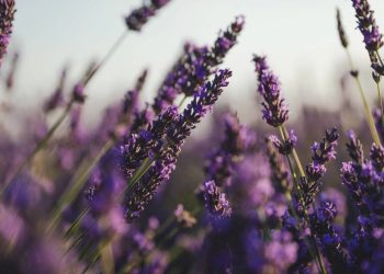 3 plantas que ajudam a dormir melhor e ainda deixam o quarto mais bonito