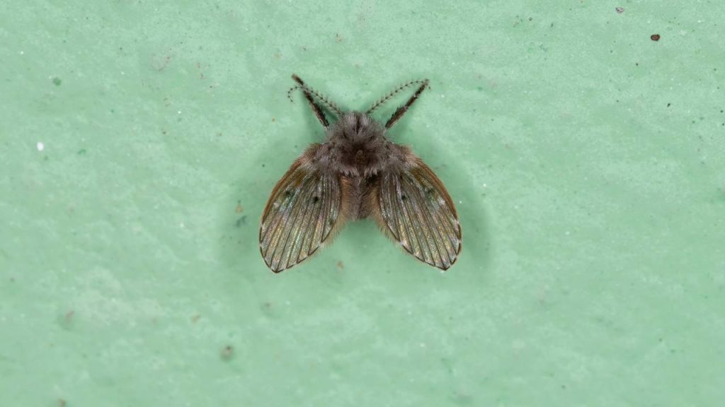 A receita simples que elimina mosquinhas da fruteira e do ralo
