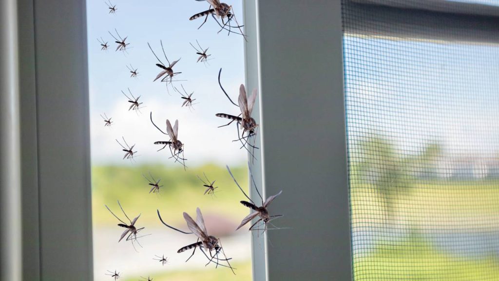 Afaste insetos de casa com óleos naturais e sem veneno
