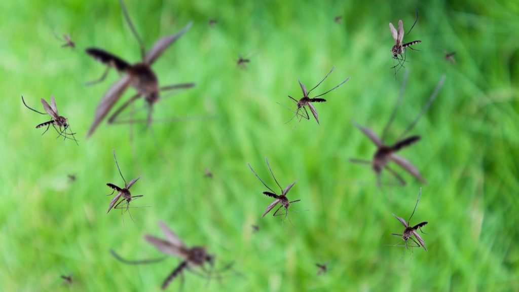 Mosquitos