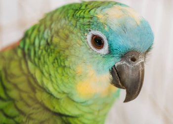 Que animal de estimação você seria de acordo com a sua data de nascimento?
