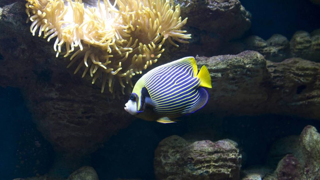 Qual animal te representa segundo a sua data de nascimento?