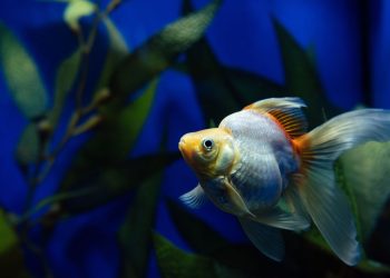 Você parou para se perguntar: será que peixes bebem água?