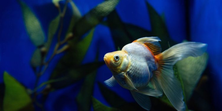 Você parou para se perguntar: será que peixes bebem água?