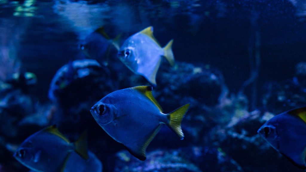 Cientistas descobrem como ouvir peixes e revelam segredos escondidos nos recifes