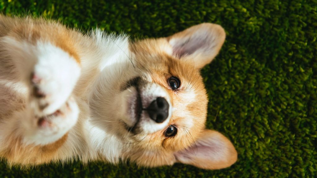 Ter um pet pode trazer mais felicidade que ganhar na loteria