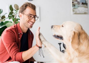 Por que seu pet não sai de perto de você? Veja causas comuns e sinais de alerta