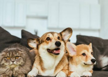 O que nunca pode faltar numa casa pensada para o bem-estar dos pets