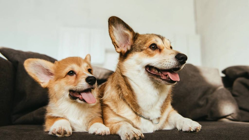 10 perguntas que todo mundo deveria fazer antes de adotar um pet