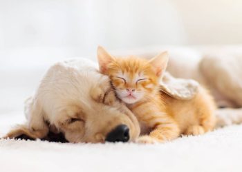 10 perguntas que todo mundo deveria fazer antes de adotar um pet