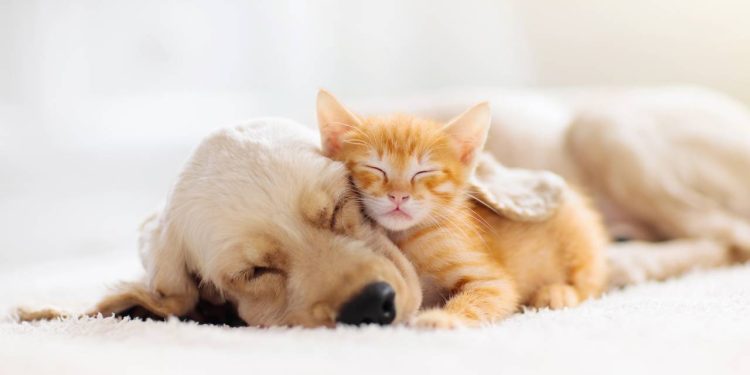 10 perguntas que todo mundo deveria fazer antes de adotar um pet