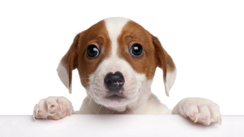 10 perguntas que todo mundo deveria fazer antes de adotar um pet