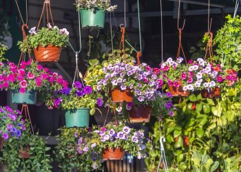 As três plantas ideais para plantar em novembro e encher o jardim de cor no verão