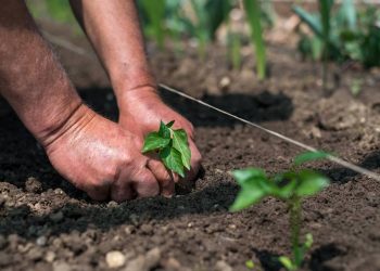 3 plantas ideais para plantar em Novembro e ter um jardim cheio de frutos no verão