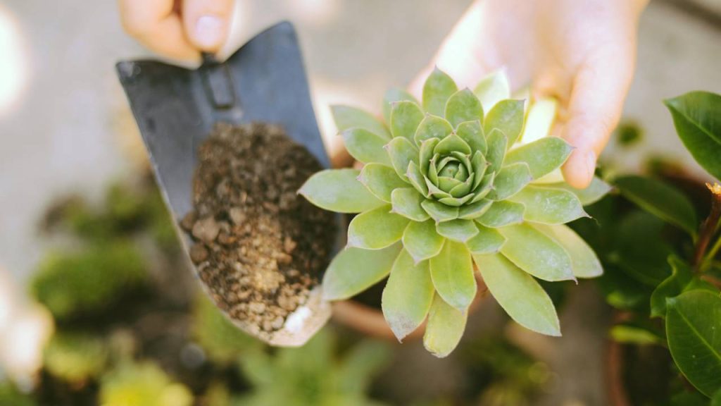 O adubo líquido natural que faz folhas murchas voltarem a brilhar
