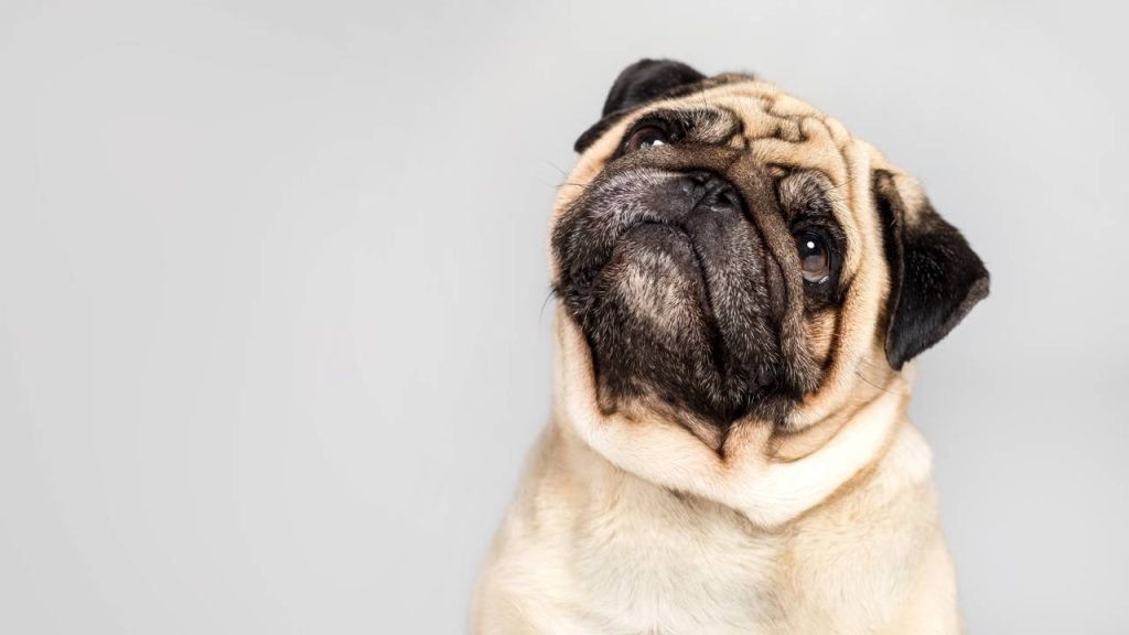 Que raça de cachorro você seria com base na sua data de nascimento?