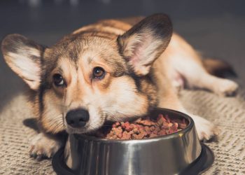 Sinais de estresse em pets que muita gente ignora no dia a dia