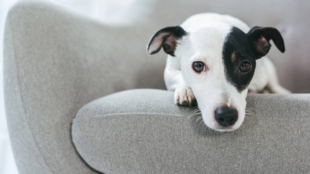 Sinais de estresse em pets que muita gente ignora no dia a dia
