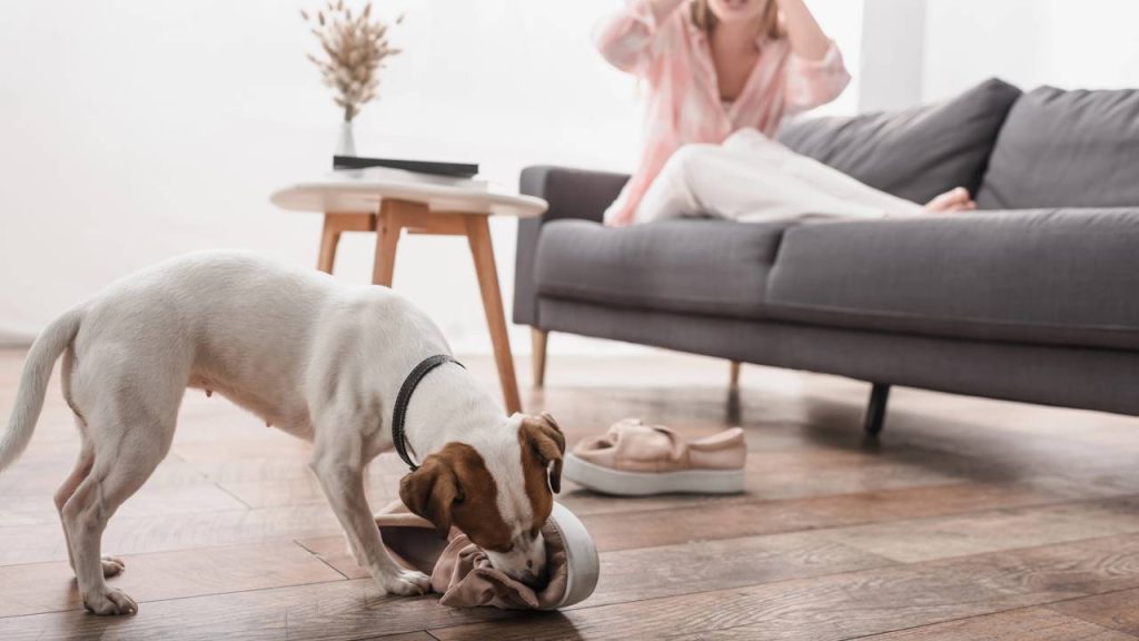 Sinais de estresse em pets que muita gente ignora no dia a dia