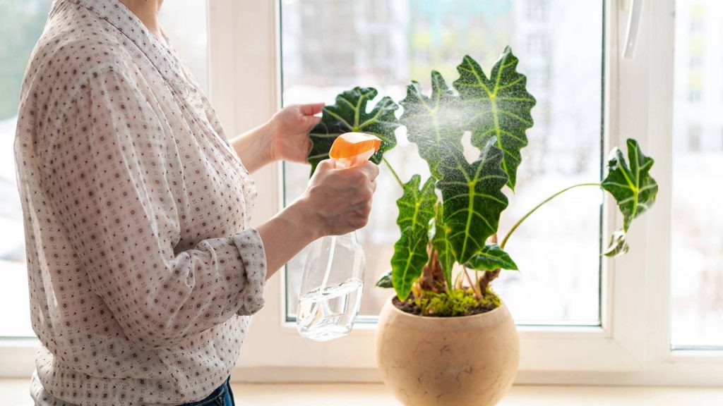 Mistura de detergente e álcool: como fazer e para que serve no controle de pragas?