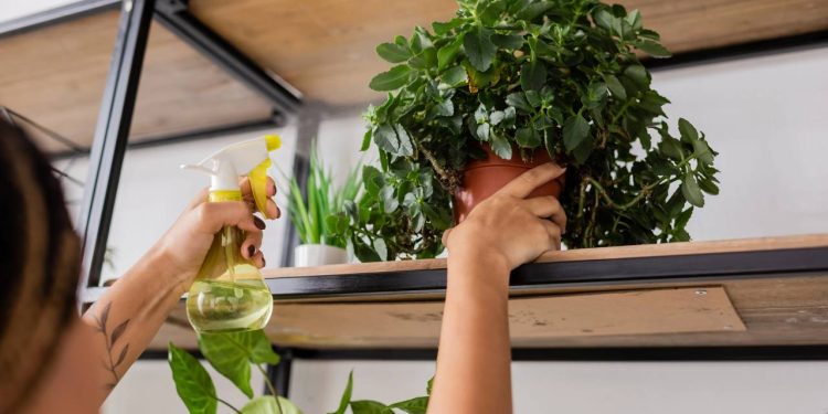Aprenda a usar ervas aromáticas como repelente natural para proteger suas plantas