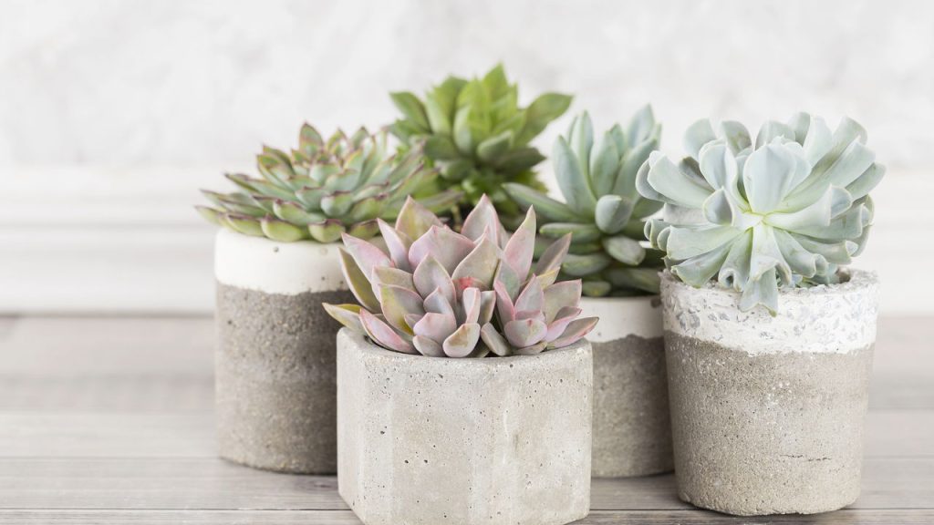 As plantas mais fáceis de cuidar para começar na jardinagem