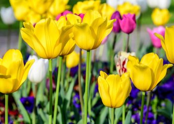 Tulipas bem cuidadas florescem com cores vibrantes e duradouras