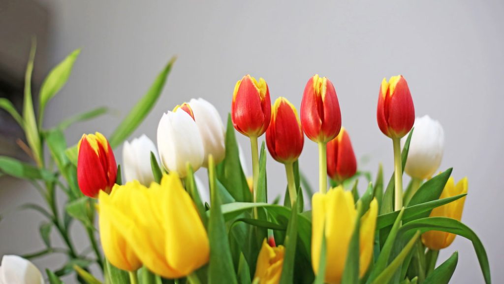 Tulipas bem cuidadas florescem com cores vibrantes e duradouras