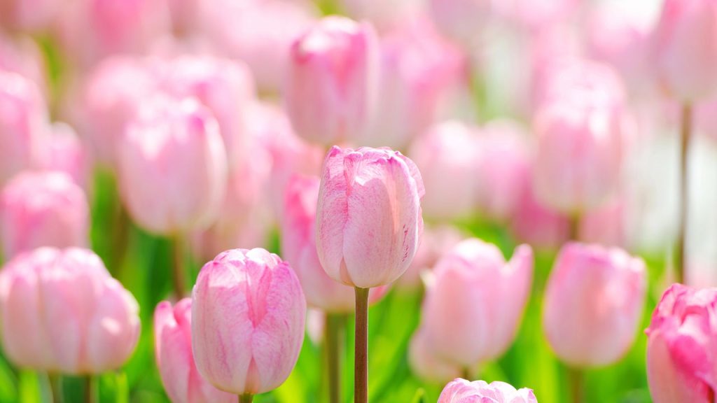 Tulipas bem cuidadas florescem com cores vibrantes e duradouras