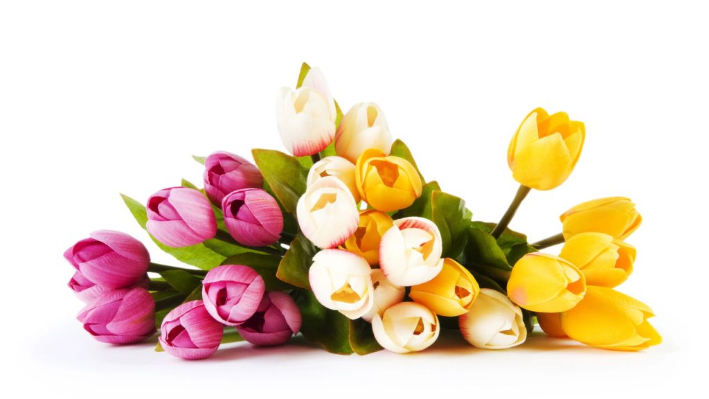 Tulipas bem cuidadas florescem com cores vibrantes e duradouras