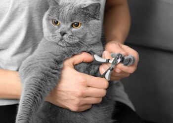 Por que você não deve cortar as unhas do seu gato, segundo um veterinário