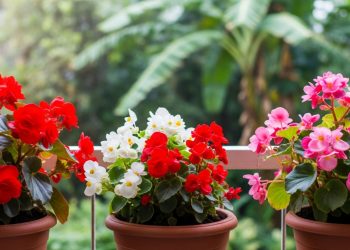 O passo a passo fácil para cultivar begônias e ter um jardim florido o ano todo