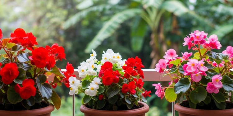 O passo a passo fácil para cultivar begônias e ter um jardim florido o ano todo