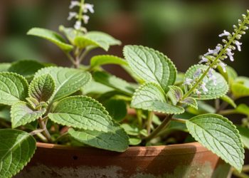 A planta que atrai abundância e é ideal para plantar em novembro