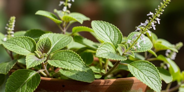 A planta que atrai abundância e é ideal para plantar em novembro