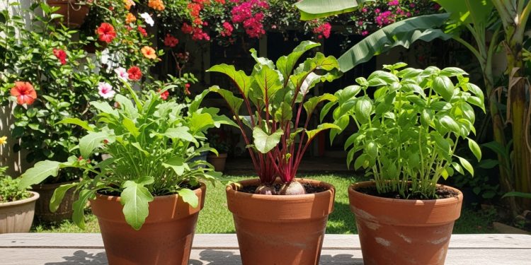 As três plantas ideais para semear em novembro: crescem rápido e são fáceis de cuidar