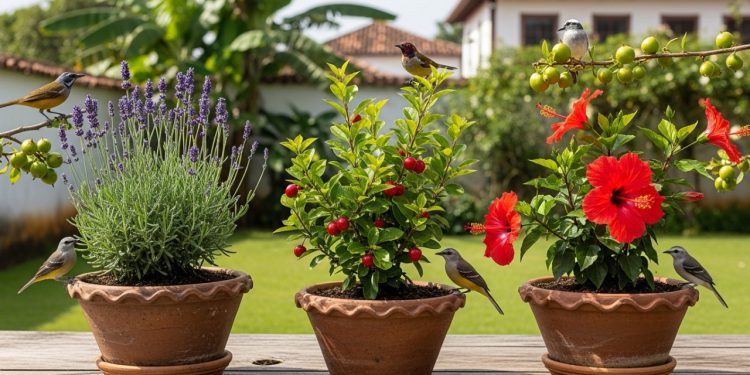 As 3 plantas que os passarinhos amam e enchem seu jardim de boas energias