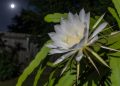 A flor noturna que transforma qualquer jardim com um perfume inesquecível