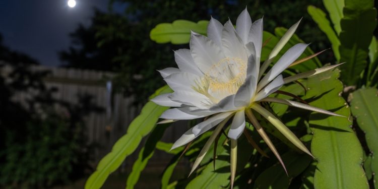 A flor noturna que transforma qualquer jardim com um perfume inesquecível