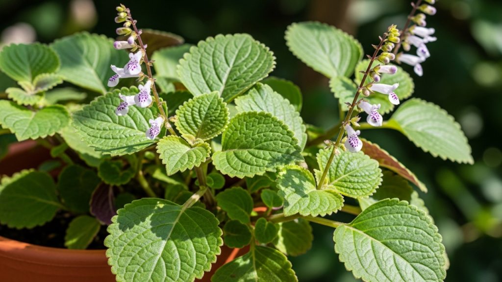 A planta que atrai abundância e é ideal para plantar em novembro