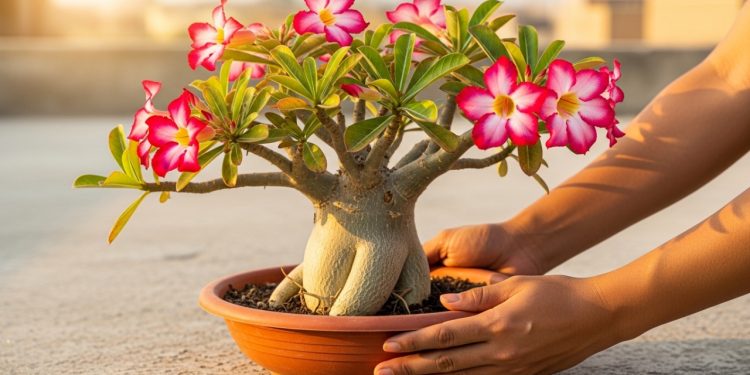Os segredos essenciais para plantar e cuidar dessa linda flor que faz sucesso no Brasil inteiro