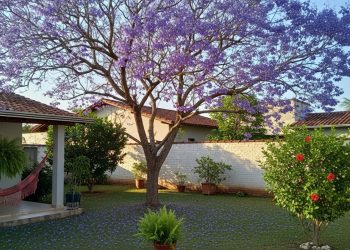 Se você quer sombra no quintal sem rachar o chão, essa árvore é perfeita para isso
