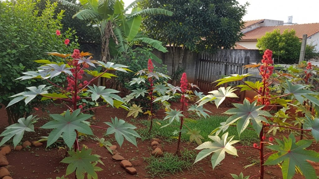 Essa planta cresce rápido e transforma a paisagem do seu jardim