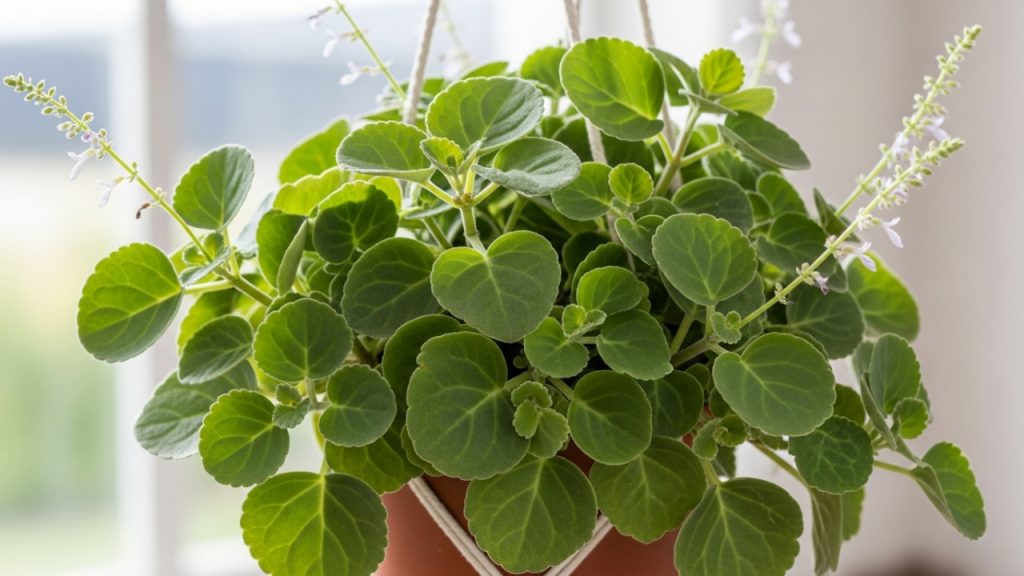 A planta que atrai abundância e é ideal para plantar em novembro