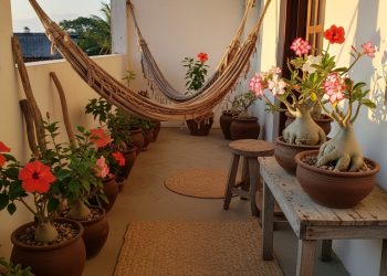 Pouca água e muito sol: 2 flores ideais para o clima nordestino e fáceis de cuidar